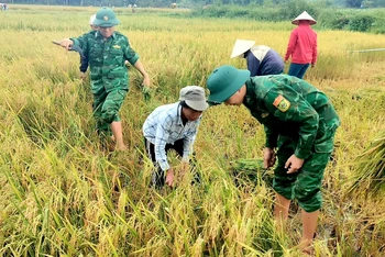 Bộ đội Biên phòng tỉnh Quảng Bình hướng dẫn đồng bào Rục thu hoạch lúa. 