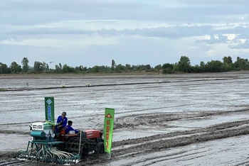 Thí điểm gieo trồng lúa giảm phát thải tại Hợp tác xã Dịch vụ nông nghiệp Thanh niên Phú Hòa, xã Tân Hội, huyện Tân Hiệp, tỉnh Kiên Giang. ( ảnh HÀ AN) 