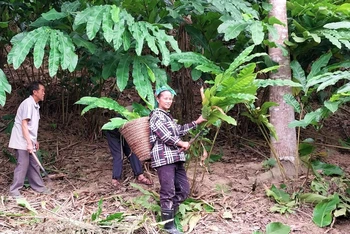 Mô hình trồng bo bo dưới tán rừng mang lại thu nhập bền vững cho nhiều hộ gia đình ở xã Tam Hợp, huyện Tương Dương. 