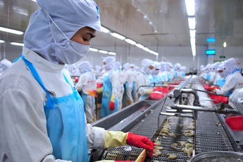 Chế biến, xuất khẩu tôm Cà Mau vẫn còn gặp khó do khó tiếp cận nguồn vốn ưu đãi.