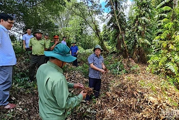 Chủ tịch Ủy ban nhân dân tỉnh Cà Mau Huỳnh Quốc Việt (bìa phải) kiểm tra tình hình khô hạn tại lâm phần rừng tràm Cà Mau.