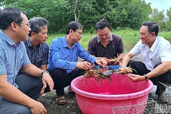 Cua biển nuôi trong môi trường tự nhiên là một trong những mặt hàng thuỷ sản xuất khẩu chủ lực tại Cà Mau. 