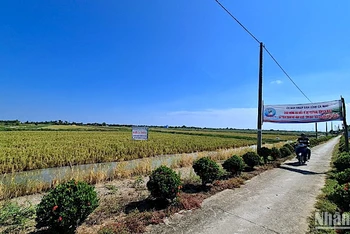 Vùng chuyên canh tôm-lúa lớn nhất tỉnh Cà Mau, nơi có tập thể và 2 cá nhân lãnh đạo cấp uỷ và chính quyền bị kỷ luật do nhiều khuyết điểm, vi phạm. 