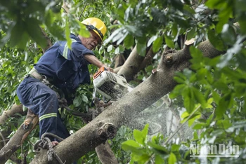 Công nhân Công ty trách nhiệm hữu hạn một thành viên Công viên cây xanh Thành phố Hồ Chí Minh hỗ trợ Hà Nội xử lý cây xanh bị đổ do bão số 3.