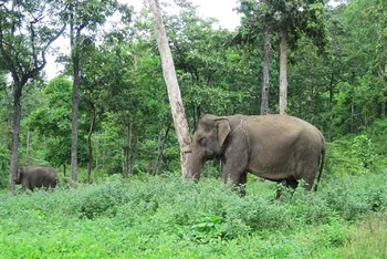 Ngày 12/8 hằng năm đã trở thành cơ hội để mọi người cùng nâng cao nhận thức về bảo vệ voi (Ảnh: nhandan.vn). 