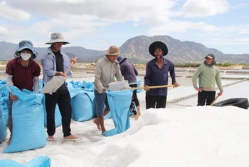 Diêm dân xã Tri Hải, huyện Ninh Hải, tỉnh Ninh Thuận phấn khởi thu hoạch muối.