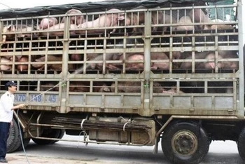 Thủ tướng Chính phủ vừa có Công điện về việc ngăn chặn, phát hiện và xử lý nghiêm các trường hợp nhập lậu lợn qua biên giới vào Việt Nam.