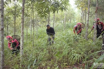 Diện tích rừng toàn quốc đạt 14,86 triệu ha, tỉnh có diện tích rừng lớn nhất là Nghệ An, tỉnh có độ che phủ rừng lớn nhất là Bắc Kạn.