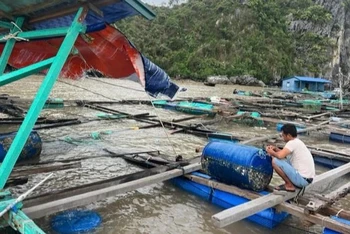 Bộ Nông nghiệp và Phát triển nông thôn vừa có văn bản số 6661/BNN-TS về việc triển khai các biện pháp nhằm sớm khôi phục sản xuất nuôi trồng thủy sản.