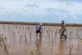 Cộng đồng có thể tự đo đếm sinh khối, đưa ra được hệ số quy đổi sinh khối tươi sang sinh khối khô của 3 loài bần, mắm, đước bằng các phương pháp khoa học tin cậy. 