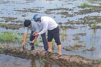 Ngành chức năng đo nồng độ mặn tại ruộng lúa hè thu của dân bị thiệt hại.