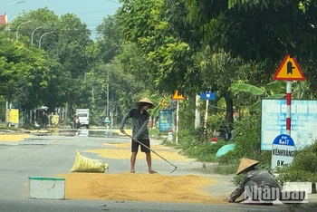 Việc người dân lấn chiếm lòng đường tận dụng làm nơi phơi thóc tiềm ẩn nhiều nguy cơ gây mất an toàn giao thông.