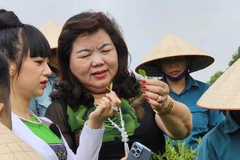 Sản phẩm chè Đinh cao cấp được Công ty TNHH chè Hoài Trung lựa chọn từ những búp chè tươi một tôm hai lá.