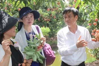 Nữ doanh nhân Nhật Bản với Giám đốc Sở Công thương Hải Dương tại vườn vải xuất khẩu ở huyện Thanh Hà.