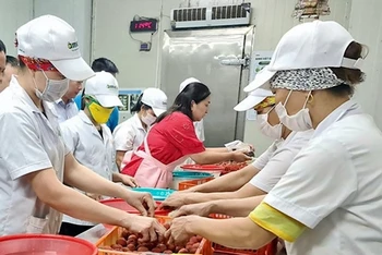 Thực hiện kỹ thuật lên men bảo quản vải thiều ở Công ty cổ phần Ameii Việt Nam.
