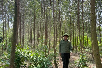Khu rừng trồng trên núi Dược Sơn ở thành phố Chí Linh luôn được quản lý và bảo vệ tốt.
