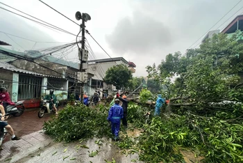 Dông lốc đêm ngày 5/5 rạng sáng ngày 6/5 làm gãy đổ nhiều cây cối ở Lào Cai.