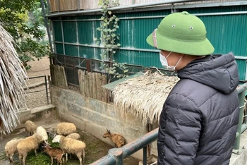 Cán bộ Vườn thú Hà Nội chăm sóc cho đàn động vật tại đây.