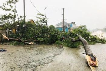 Lốc xoáy trước bão làm gãy đổ cây xanh khu vực chợ thị trấn Cửa Việt, huyện Gio Linh.