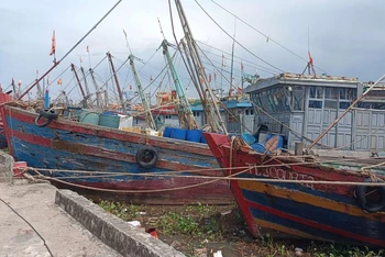 Nhiều tàu, thuyền về tránh trú bão tại cảng cá Tân Sơn, huyện Thái Thụy (tỉnh Thái Bình).