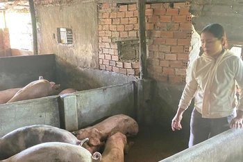 Hộ gia đình chị Trần Đình Thuận, thôn Định Thành, xã Hòa Định Đông, huyện Phú Hòa, Phú Yên có lợn chết sau khi tiêm vaccine phòng dịch tả lợn Châu Phi.