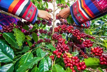 Cà-phê là một trong những mặt hàng xuất khẩu mạnh của Lào. Ảnh: Pinterest