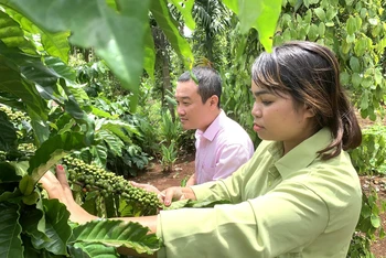 Nhờ được vay vốn ưu đãi từ Ngân hàng chính sách xã hội, đồng bào dân tộc thiểu số ở huyện Cư Kuin, tỉnh Đắk Lắk đầu tư chăm sóc vườn cà phê cho năng suất cao.