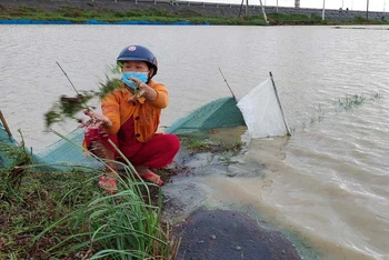 Nhiều diện tích lúa mới gieo sạ ở cánh đồng Phú Lâm, thành phố Tuy Hòa bị ngập úng, mạ lúa bị hư nổi lềnh bềnh trên ruộng.