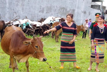 Các hộ đồng bào dân tộc thiểu số tại huyện Bù Đăng vui mừng khi được trao bò giống.