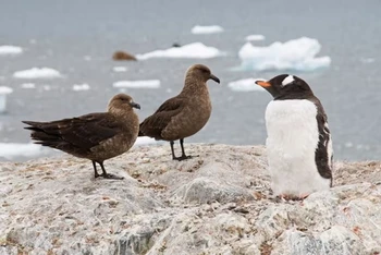 Chim biển skua và chim cánh cụt tại Nam Cực. (Nguồn: The Guardian)