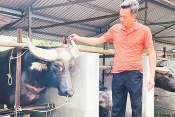 Anh Lê Mai Hiền chăm sóc đàn trâu nuôi nhốt.