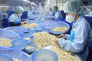 Sản xuất nhân hạt điều xuất khẩu ở một doanh nghiệp thuộc khu công nghiệp tại Phú Yên. (Ảnh VIỆT AN)