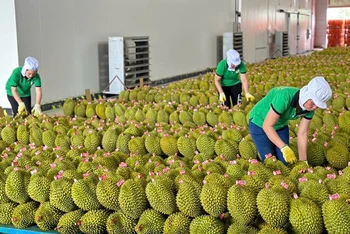 Đóng gói sầu riêng xuất khẩu tại Công ty TNHH Xuất nhập khẩu trái cây Chánh Thu. (Ảnh MINH HÀ)