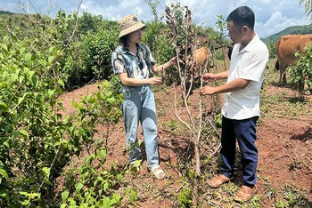 Không được phát cỏ, không được bón phân, hàng trăm héc-ta cây mắc-ca tại xã Sen Thượng, huyện Mường Nhé dần bị chết.