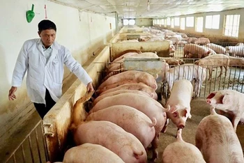 Chăm sóc đàn lợn tại Hợp tác xã Hoàng Long (huyện Thanh Oai, TP Hà Nội).
