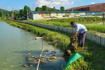 Ao nuôi cua da trên đất bãi sông của một hợp tác xã ở xã Đồng Việt, huyện Yên Dũng (Bắc Giang).