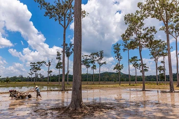 Nông dân sản xuất lúa tại cánh đồng Tà Lài, vùng đệm Vườn quốc gia Cát Tiên, tỉnh Đồng Nai. (Ảnh GIZ)