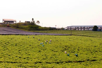 Vùng trồng chè được ứng dụng công nghệ cao tại huyện Vân Hồ.