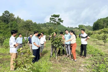 Lãnh đạo huyện Na Rì (Bắc Kạn) cùng người dân kiểm tra mô hình trồng cây ăn quả trên địa bàn. (Ảnh THANH LỘC)