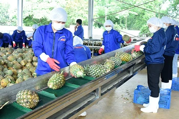 Sơ chế dứa phục vụ xuất khẩu tại Công ty cổ phần Thực phẩm xuất khẩu Đồng Giao (tỉnh Ninh Bình). (Ảnh ĐỨC ANH)