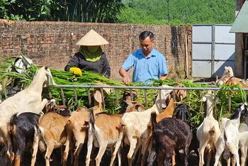 Mô hình nuôi dê sinh sản mang lại giá trị kinh tế cho hộ gia đình Phạm Viết Cao ở xã Quảng Tân, huyện Đầm Hà, tỉnh Quảng Ninh.