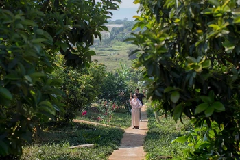 Du khách trải nghiệm tại một farmstay ở Lâm Đồng. (Ảnh Avocado Farm)