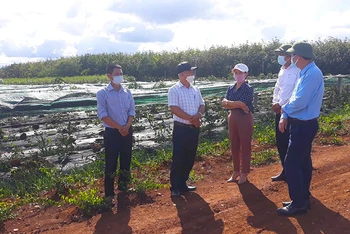 Cán bộ Sở Khoa học và Công nghệ tỉnh Quảng Trị thăm CDM Farm. (Ảnh: CDM Farm)