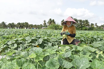 Nông dân xã Bình Nhì, huyện Gò Công Tây (Tiền Giang) chuyển đổi thành công từ đất lúa kém hiệu quả sang trồng rau màu.