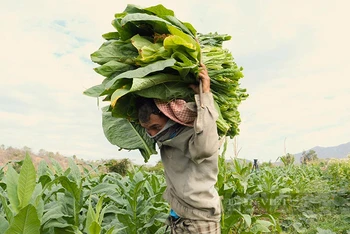 Lâu nay, trồng cây thuốc lá là một trong những sinh kế căn bản của người nông dân ở một số vùng có ít lựa chọn sản phẩm cây trồng.