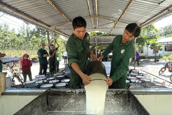 Công nhân khai thác mủ cao-su tại nông trường của Công ty Cao-su Tân Biên.