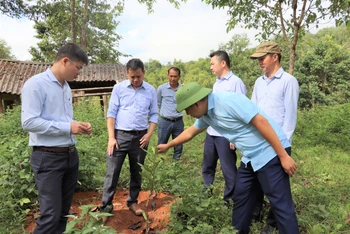 Cán bộ Phòng Nông nghiệp và Phát triển nông thôn huyện Mường Ảng kiểm tra tiến độ sinh trưởng cây mắc ca của Hợp tác xã mắc ca Hội Cựu chiến binh Mường Ảng.
