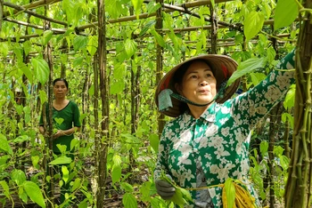 Thu hoạch lá trầu góp phần giải quyết việc làm cho phụ nữ nông thôn ở làng nghề trồng trầu không ở Vị Thủy (Hậu Giang).