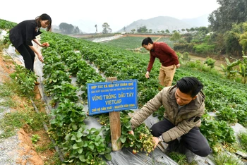 Mô hình trồng dâu tây của người dân xã Cò Nòi, huyện Mai Sơn (Sơn La) mang lại hiệu quả kinh tế cao. (Ảnh: ĐĂNG KHOA)