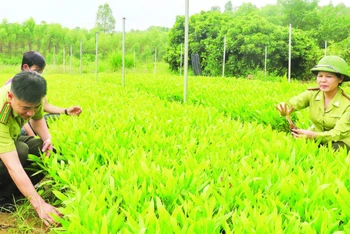 Cán bộ Chi cục Kiểm lâm tỉnh Lạng Sơn kiểm tra vườn ươm giống cây lâm nghiệp tại các hộ dân ở xã Sơn Hà, huyện Hữu Lũng. 